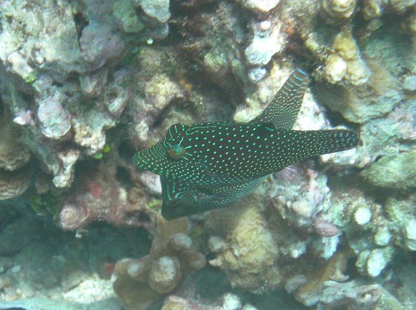 18- Canthigaster mouchete 